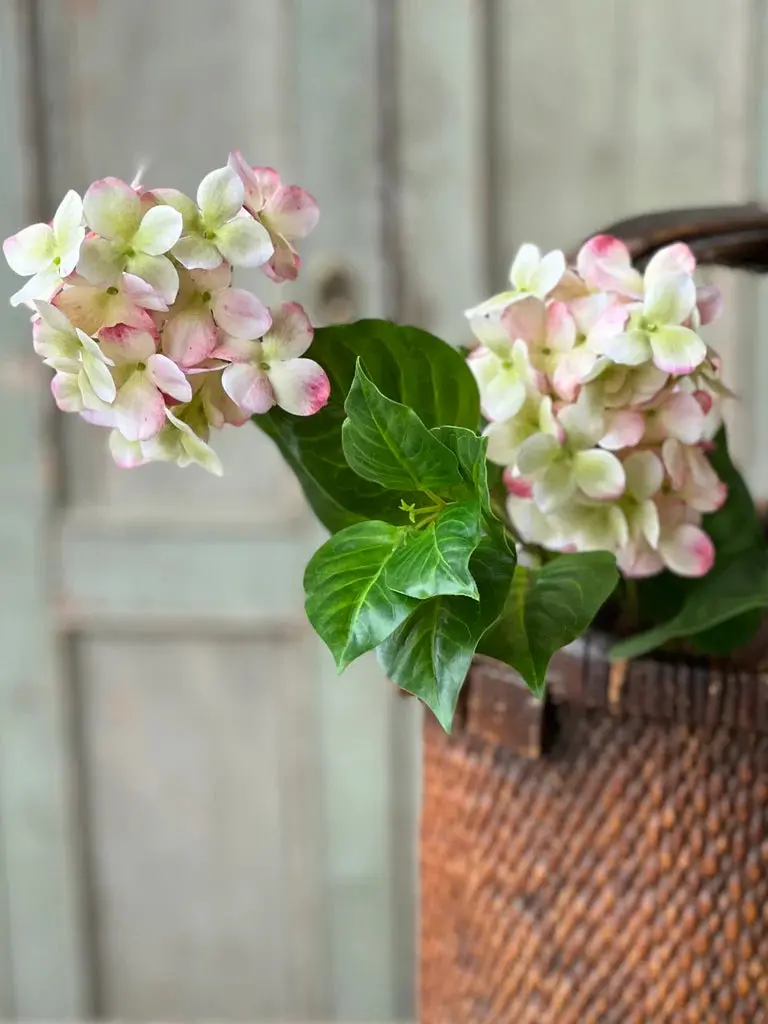 Pinnacle Hydrangea Peekaboo Arrangement 1