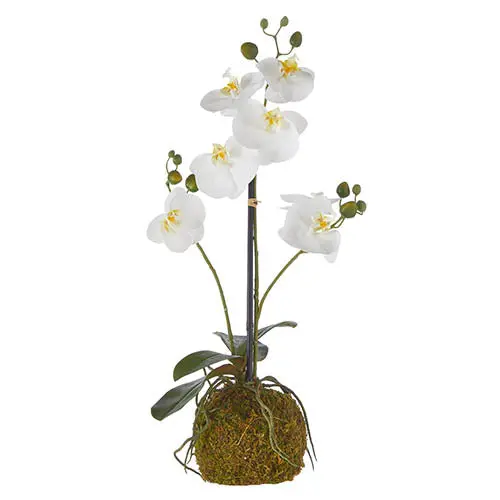 Realistic White Orchid Display On Moss Ball (23.75 Inches) 1