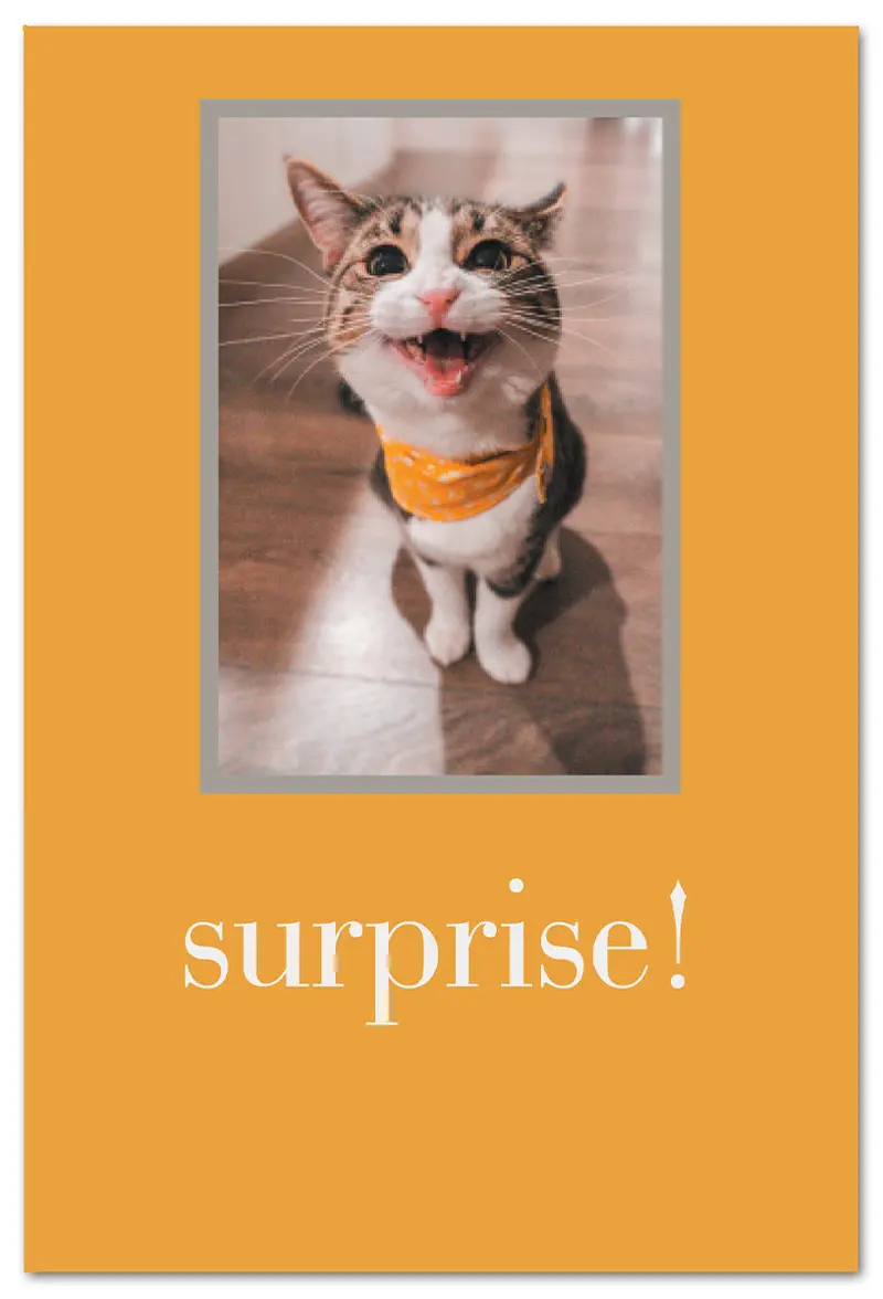 Surprise Cat Birthday Greeting Card 1